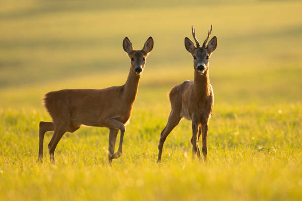 istock Two roe deers standing on glade in summer in backlit. 1306293788