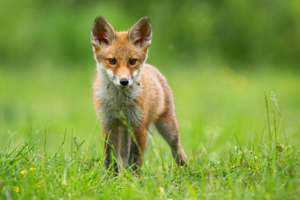 istock Little red fox watching on glade in summer sunlight 1306294217