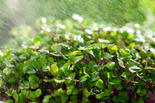 Close-up of the process of watering the sprouted microgreen in the sun. Abstract background. Selective focus. Microgreen. Splashing water, rain.