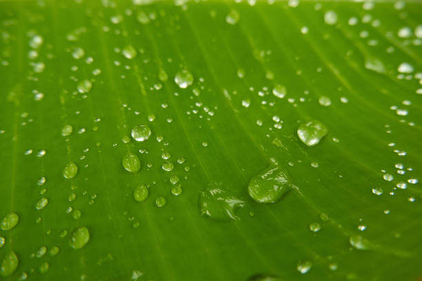 istock Water droplets on grass droplets have melted bokeh in the background. 1306297282
