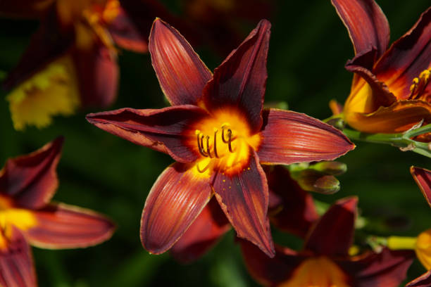 Tiger lily flower, close-up. Beautiful bouquet, top view, selective focus Tiger lily flower, close-up. Beautiful bouquet, top view, selective focus. red tiger lily stock pictures, royalty-free photos & images