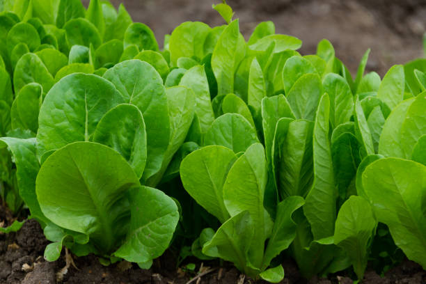 laitue verte se cultivant dans le jardin. aliments végétaliens biologiques, gros plan - plant spinach photos et images de collection