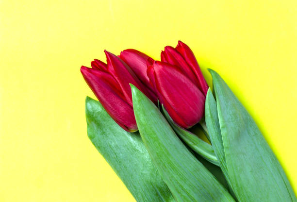 istock Red tulips on a yellow background. Spring background. 1306298190