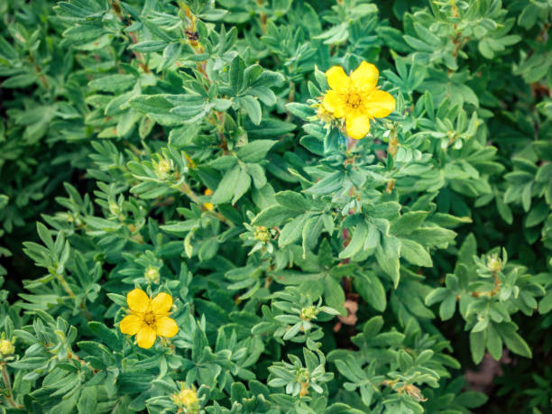 Potentilla fruticosa Goldstar Shrubby Cinquefoil Potentilla fruticosa Goldstar Shrubby Cinquefoil, Yellow flowers on the background of green leaves potentilla fruticosa stock pictures, royalty-free photos & images