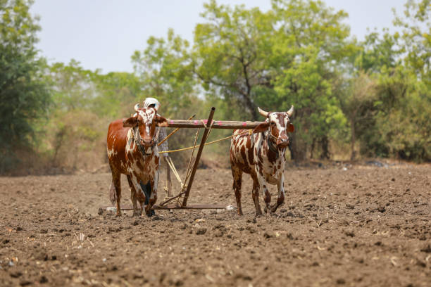 istock Indian farmer working with bull at his farm 1306299984