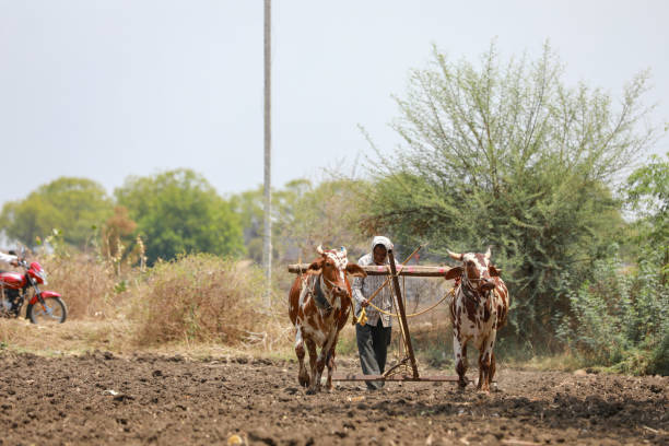 istock Indian farmer working with bull at his farm 1306299991