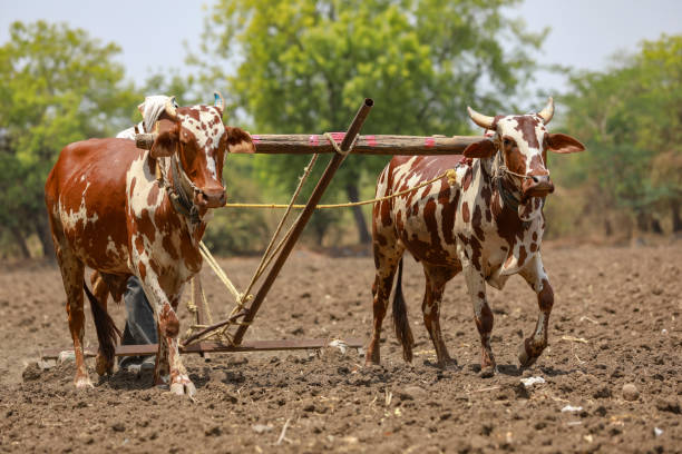 istock Indian farmer working with bull at his farm 1306299992