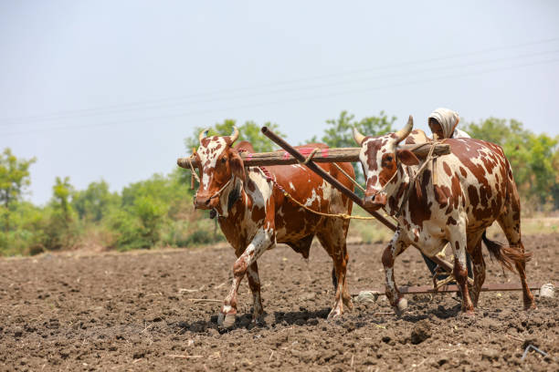 istock Indian farmer working with bull at his farm 1306300000