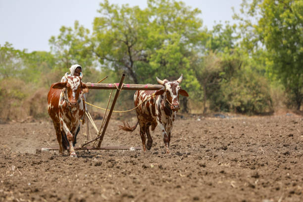 istock Indian farmer working with bull at his farm 1306300036