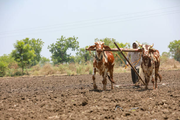 istock Indian farmer working with bull at his farm 1306300040