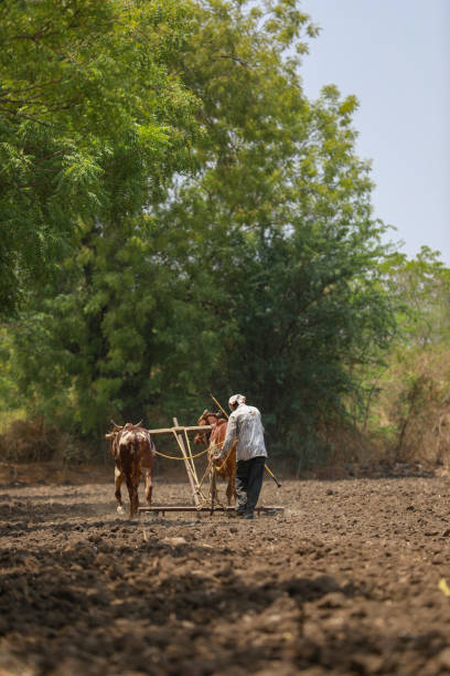 istock Indian farmer working with bull at his farm 1306300081
