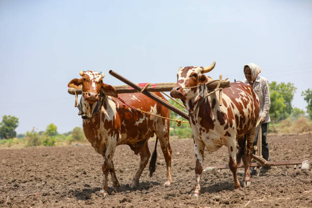 istock Indian farmer working with bull at his farm 1306300091