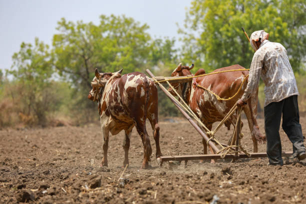 istock Indian farmer working with bull at his farm 1306300098