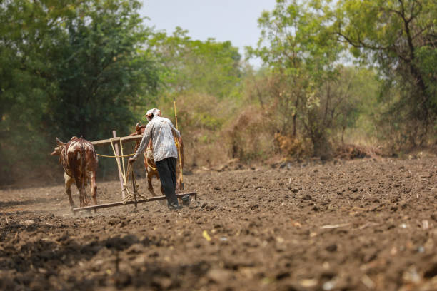 istock Indian farmer working with bull at his farm 1306300131