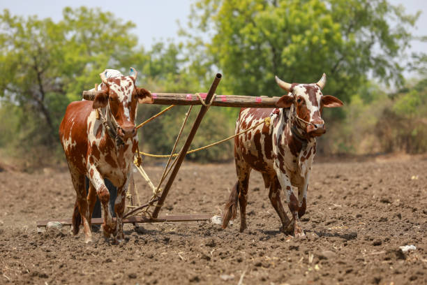 istock Indian farmer working with bull at his farm 1306300144