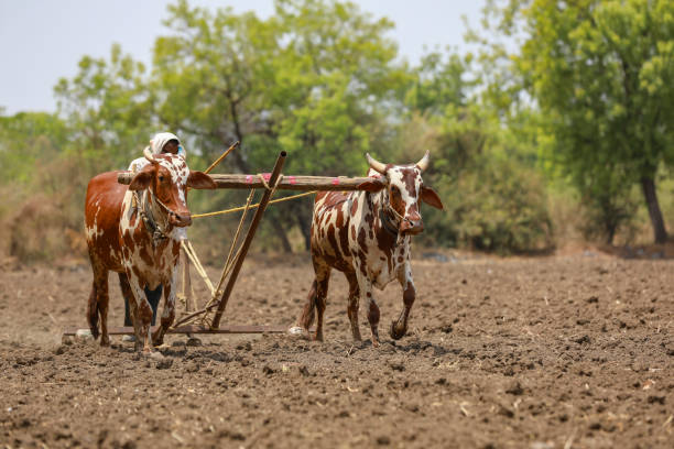 istock Indian farmer working with bull at his farm 1306300163