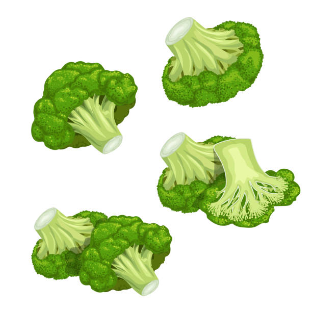 Broccoli set. Single and group, whole and cut. Farm fresh eco and healthy vegetables collection. Vector illustrations isolated on white. Broccoli set. Single and group, whole and cut. Farm fresh eco and healthy vegetables collection. Vector illustrations isolated on white. broccoli stock illustrations