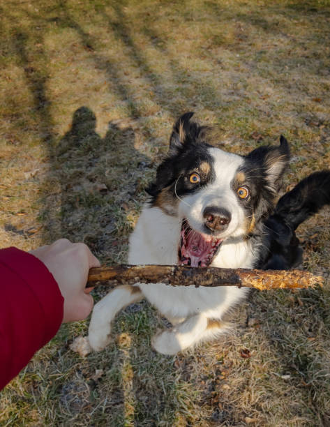 istock Australian Shepherd Dog at park 1306301679