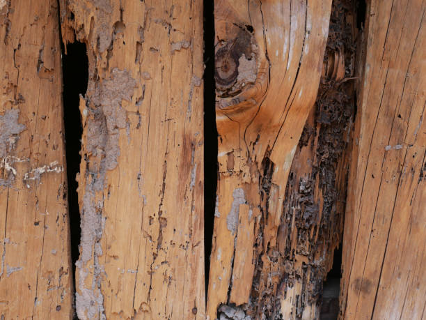 istock Termites mound on the wood. 1306301966