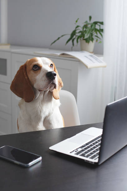 istock Cute beagle sitting on a chair and working from his laptop. 1306302443