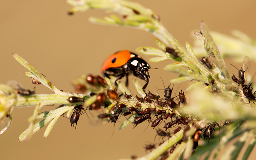 Aphids with a useful ladybug on a plant. Garden insect concept.
