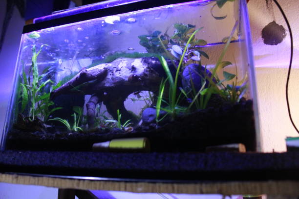 istock Aquarium with swiming fish and nature style indeed. 1306303383