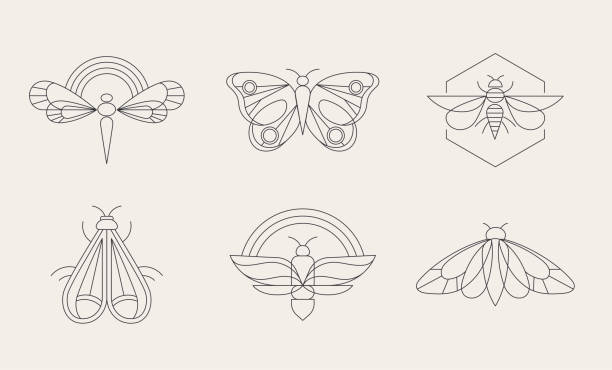 Bohemian linear logos, icons and symbols, insect, butterfly, dragonfly and moth design templates, geometric abstract design elements for decoration. Bohemian linear logos, icons and symbols, insect, butterfly, dragonfly and moth design templates, geometric abstract design elements for decoration. Vector illustration dragonfly tattoo stock illustrations