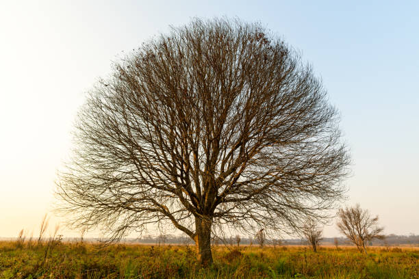 istock Lonely dead tree in the national park, Thailand. 1306307322