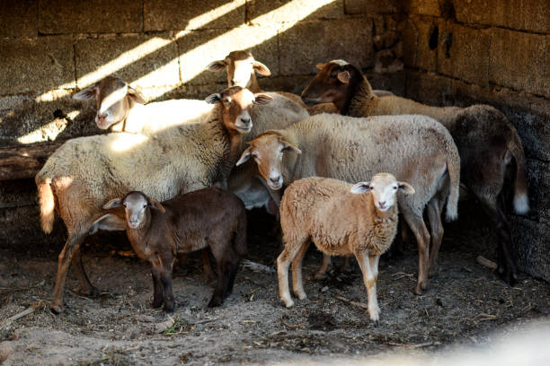 istock A herd of sheep standing in a yard on a farm. 1306307649