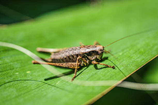 istock Brown grasshopper sitting on a tree in garden, summer sunny day. 1306307680