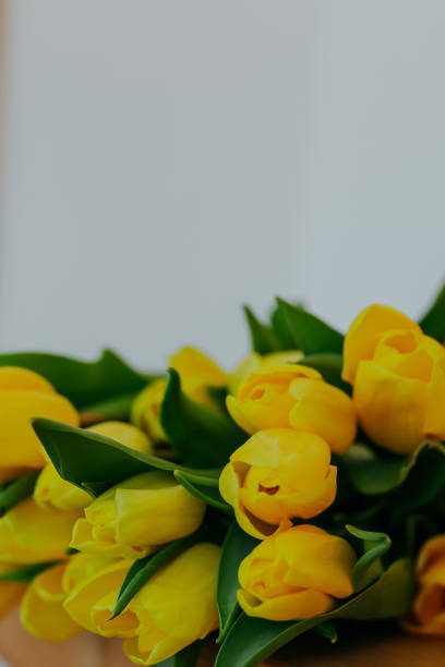 istock Bright fresh yellow tulips on white background. Tulips buds closeup. 1306308019