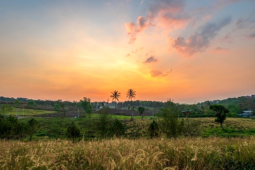 Grass flower in the morning when the sun is rising. A large tree in the background is a rising sky in the morning sun. atmosphere in rural areas, farms or fields