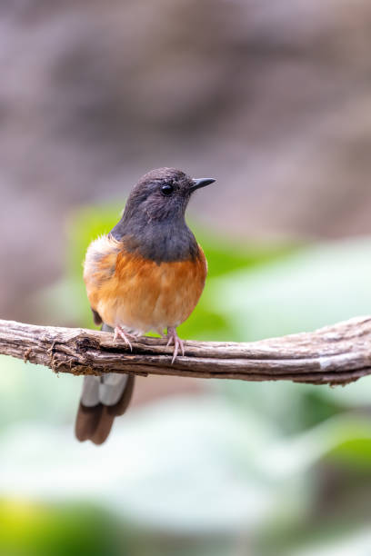 istock Female white-rumped shama 1306309335