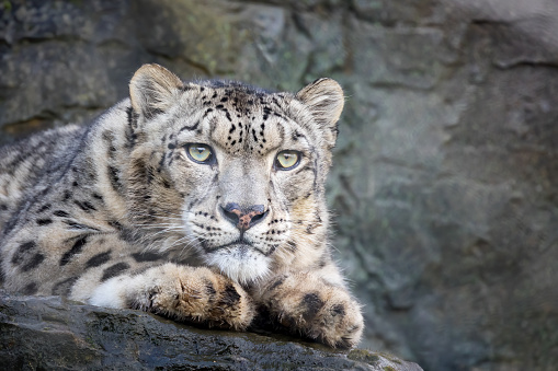 Closeup up of an adult snow leopard, Panthera uncia.