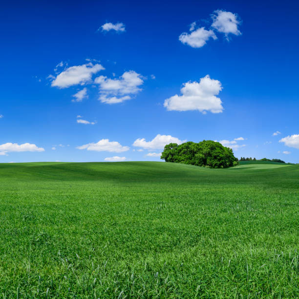 istock Panoramic spring landscape XXXXL 90 MPix - green field, blue sky 1306309367