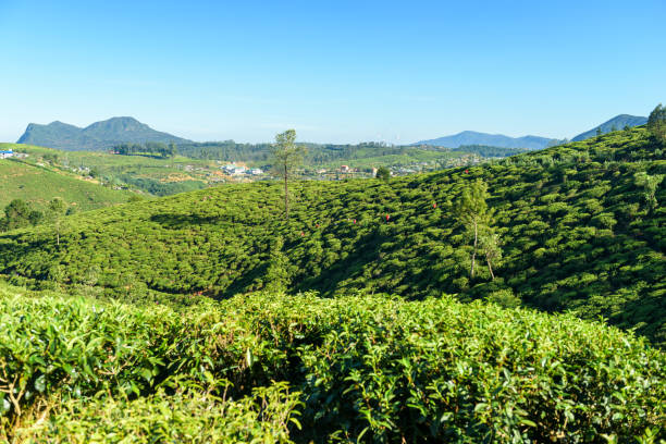 istock Tea plantations in Sri Lanka. 1306310720
