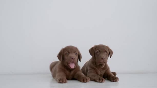 istock Two brown labrador puppies lying on floor at home 1306310800