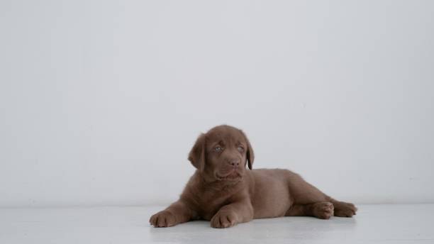 istock Brown labrador puppy resting on floor 1306310802