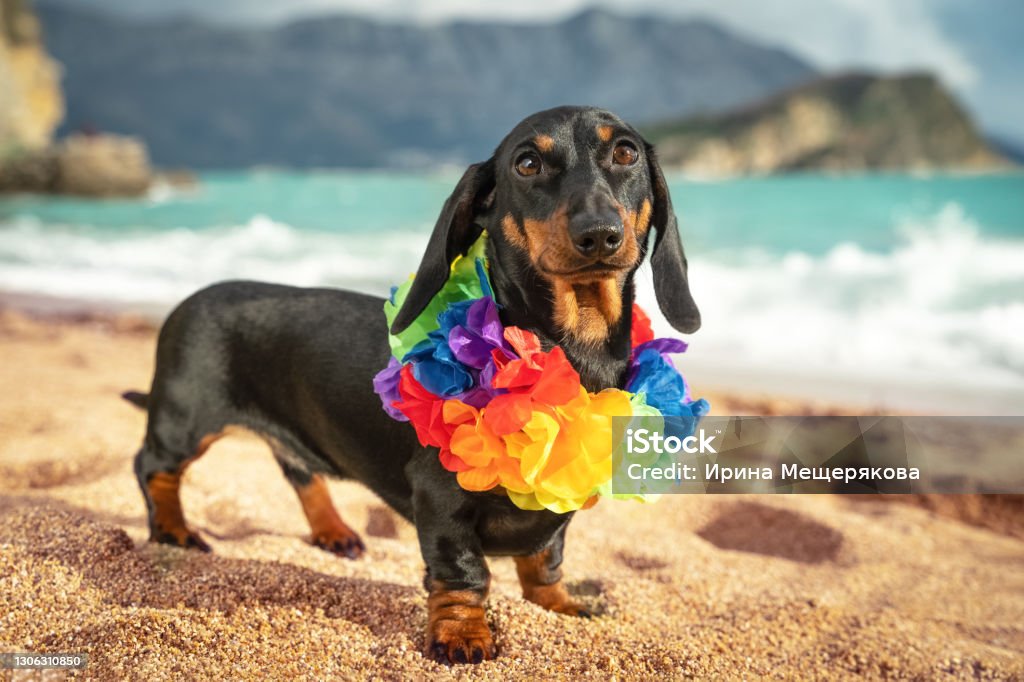 Foto de Cachorro Dachshund Engraçado Vestindo Coroa De Flores Havaiana De  Cor Artificial Em Torno De Seu Pescoço Stand Na Praia De Areia À Beiramar  Viaje Para Um País Exótico Quente e