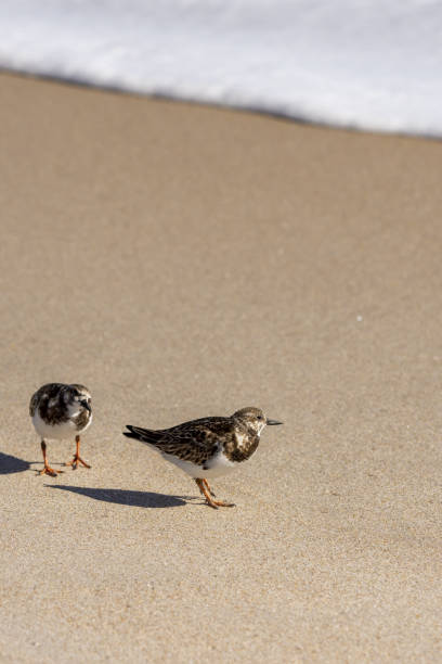 istock Two Least Sandpipers on flat sand with wave wash moving in 1306312423
