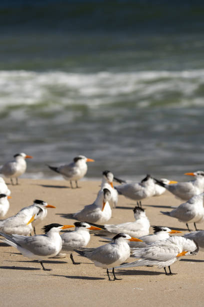istock Royal Terns facing breeze, with some preening as waves break in background 1306312588