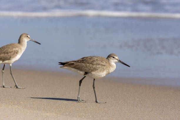 istock Two Willets walking on beach as wave wash recedes 1306312649