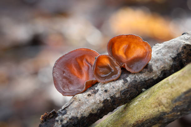 Closeup shot of edible mushrooms known as Wood ear Closeup shot of edible mushrooms known as Wood ear or Jews ear or Jelly ear (Auricularia auricula-judae) with blurred background auriculariales photos stock pictures, royalty-free photos & images