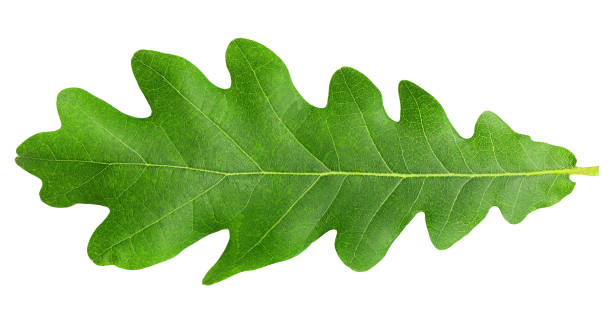 oak leaf, isolated on white background, clipping path, full depth of field - oak leaf leaf oak tree spring imagens e fotografias de stock