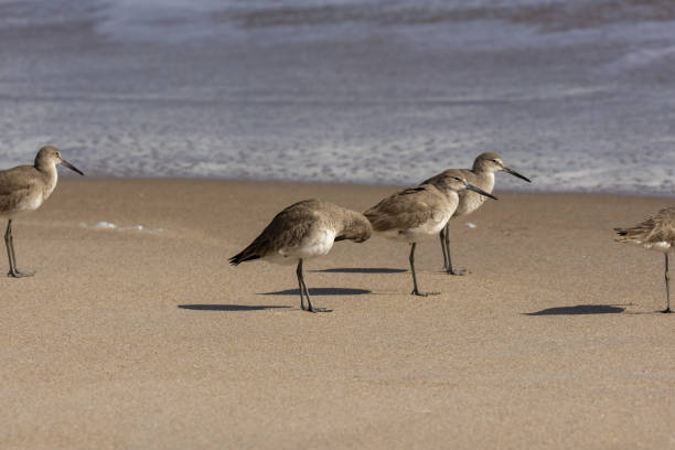 istock Willets standing around on wave-washed beach, with one preening 1306313001