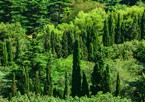 Beautiful coniferous park on summer day