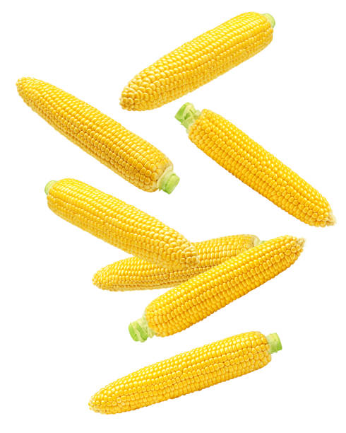 istock Falling corn ear, isolated on white background, clipping path, full depth of field 1306313039
