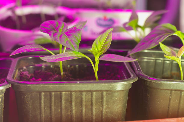 istock Young pepper plants are illuminated by a red phytolamp 1306313212