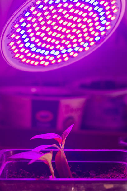 istock Young pepper plants are illuminated by a red phytolamp 1306313226
