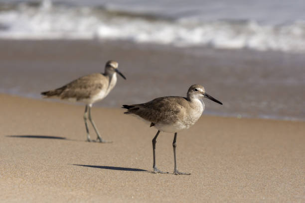 istock Two Willets and their shadows in morning light, walking on wave-washed beach 1306314050